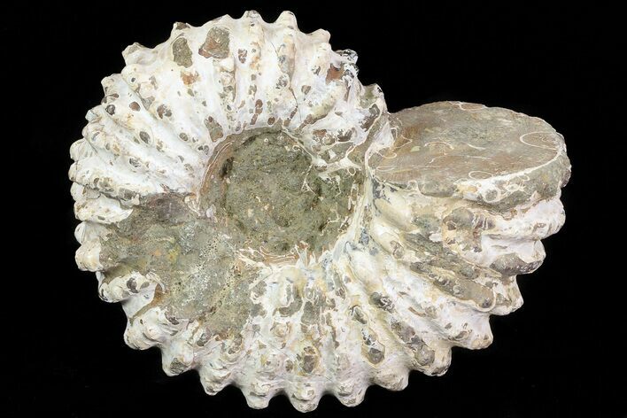 Bumpy Douvilleiceras Ammonite - Madagascar #79115